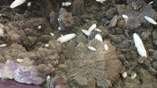 紫晶花 2